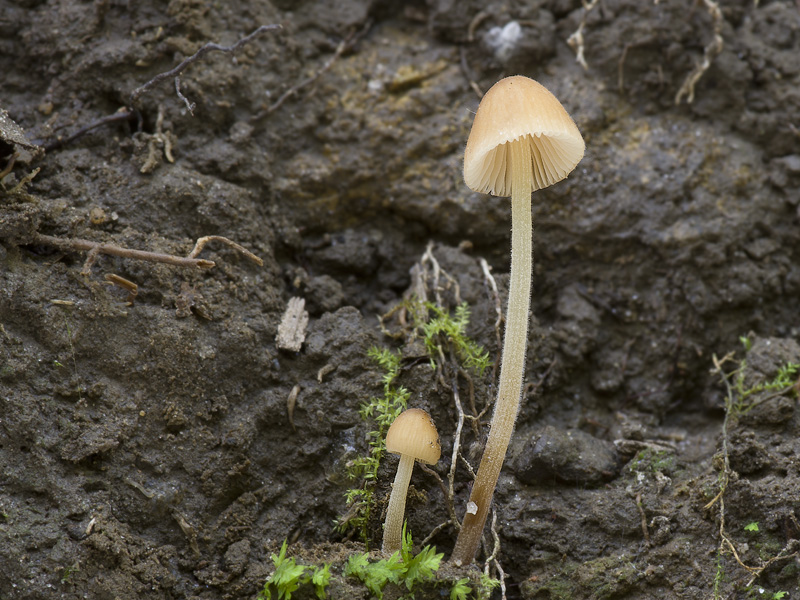 Conocybe ambigua